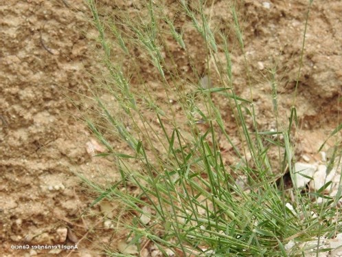 Barbed goatgrass (Aegilops triuncialis)